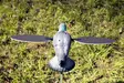 MOJO Pigeon - Lockande bilder / -diagram - 816740002828 - 4