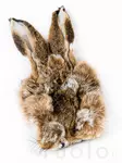 Veniard Hares Mask - Kropphår - 053526085888 - 1