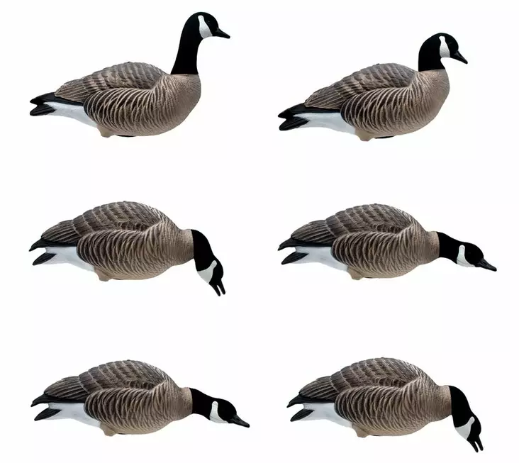 Final Approach Last Pass Lesser Canada Goose Full Body 6pcs - Lockande bilder / -diagram - 728614284288 - 1