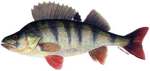 Sakke Yrjölä 50x23cm -juliste Ahven - Trycksaker - 6430048500318 - 1