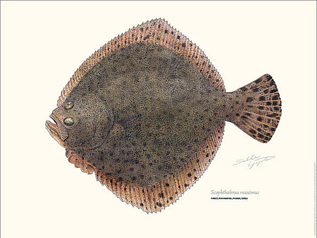 Sakke Yrjölä Juliste 30x40cm Piikkikampe - Trycksaker - 6430048501148 - 1