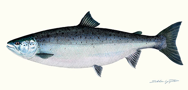 Sakke Yrjölä Juliste 50x23cm Lohi - Trycksaker - 6430048501308 - 1