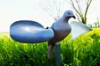 MOJO Wind Dove - Lockande bilder / -diagram - 816740002019 - 1