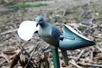 MOJO Wind Dove - Lockande bilder / -diagram - 816740002019 - 2