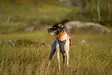 Non-stop Protector Vest 2.0 - Hundjackor och -västar - 7071652045599 - 6