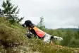 Non-stop Protector Vest 2.0 - Hundjackor och -västar - 7071652045599 - 4