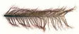 Veniard Cock Pheasant Knotted Tail - Övriga fjädrar - 40450300039 - 1