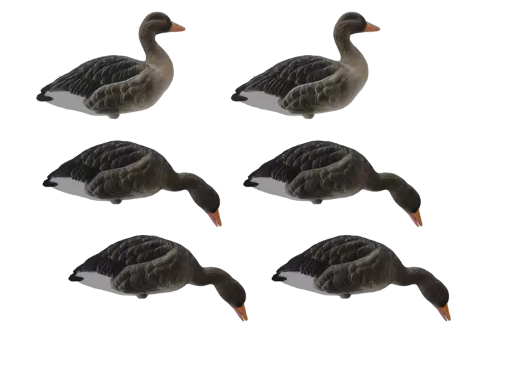 Final Approach Fullbody Flocked Greylag 6pcs - Lockande bilder / -diagram - 728614298629 - 1