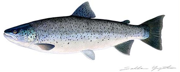 Sakke Yrjölä 50x23cm -juliste Taimen - Trycksaker - 6430048500349 - 1