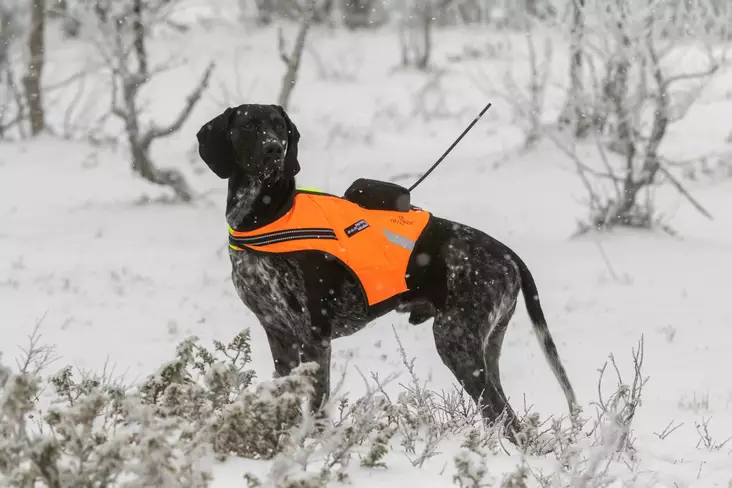 Tracker Kardog Raipe - Hundjackor och -västar - A2900039 - 1