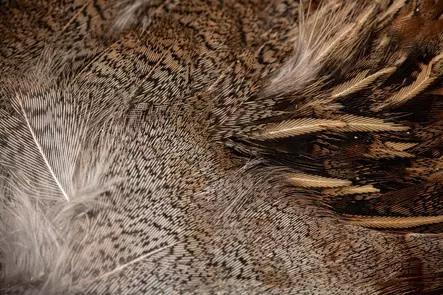 English Partridge Complete Skin - Skinn, vingar och huvud - 5056304603442 - 2