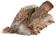 English Partridge Complete Skin - Skinn, vingar och huvud - 5056304603442 - 1